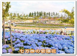 7万株の紫陽花