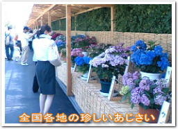 全国各地の珍しい紫陽花